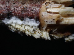 Basidioradulum radula