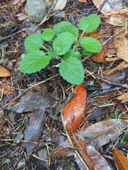 Clinopodium douglasii