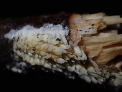 Basidioradulum radula