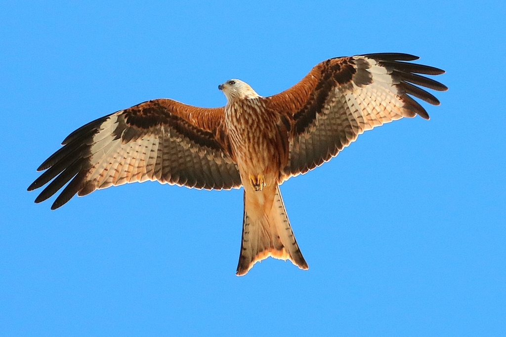 Red kite guide: how to identify them, what they eat, and do they