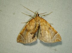 Eulithis testata