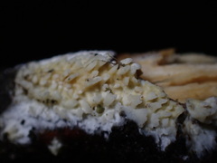 Basidioradulum radula