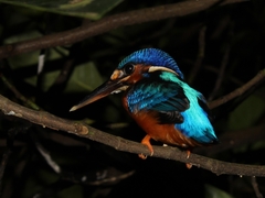 Alcedo meninting