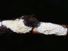 Basidioradulum radula