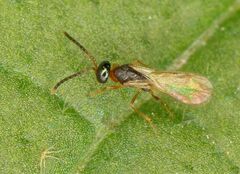 Diparidae