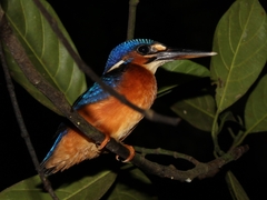 Alcedo meninting