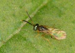 Diparidae