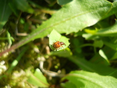 Tatianaerhynchites aequatus