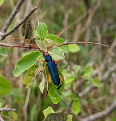 Jonthodina sculptilis