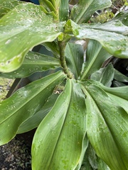 Costaceae
