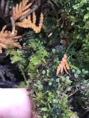 Tetraphis pellucida