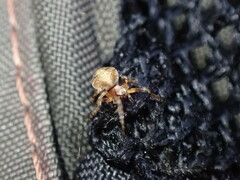 Araneus sturmi