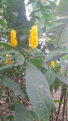 Pachystachys lutea