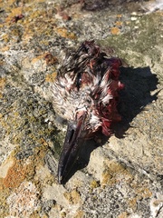 Pluvialis squatarola