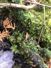 Tetraphis pellucida