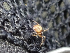 Araneus sturmi