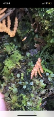 Tetraphis pellucida