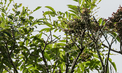 Zanthoxylum rhoifolium