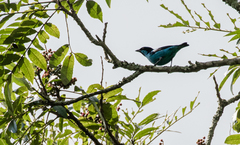 Dacnis hartlaubi