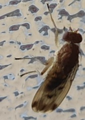 Suillia variegata