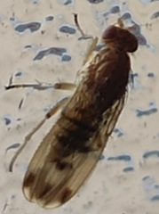 Suillia variegata