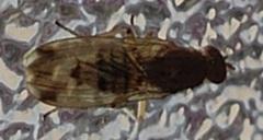Suillia variegata