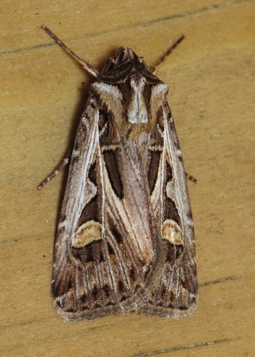 Dingy Cutworm Moth photo 3