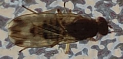 Suillia variegata