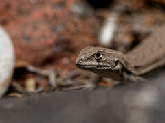 Liolaemus darwinii