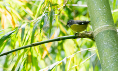 Coereba flaveola