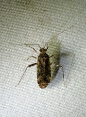 Phytocoris