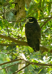 Pulsatrix perspicillata