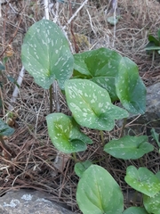 Arisarum vulgare
