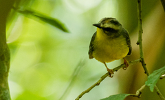 Basileuterus culicivorus