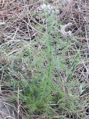 Asparagus acutifolius