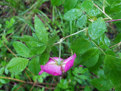 Rosa majalis