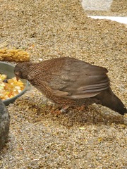 Ptilopachus petrosus