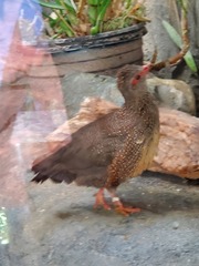 Ptilopachus petrosus