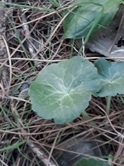 Umbilicus rupestris