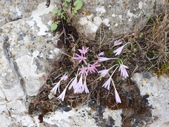 Colchicum stevenii