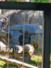 Gorilla gorilla