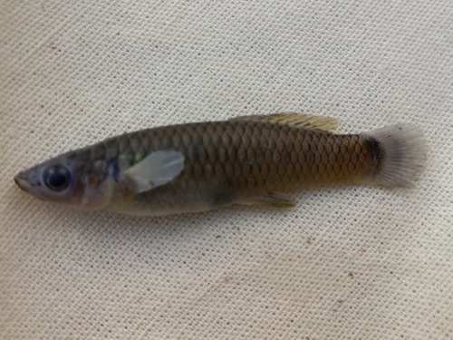 Twospot livebearer (Heterandria bimaculata) — Poeciliidae — 3