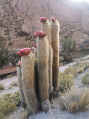 Trichocereus tarijensis