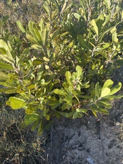 Banksia ornata