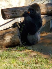 Gorilla gorilla
