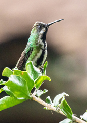 Anthracothorax nigricollis