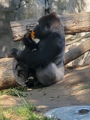 Gorilla gorilla