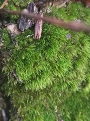 Dicranella heteromalla