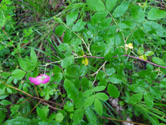 Rosa majalis