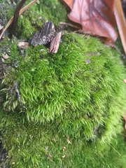 Dicranella heteromalla